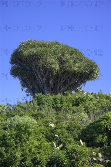 Canary canary islands dragon tree