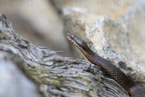 Common european viper