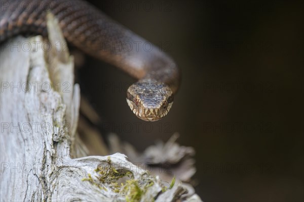 Common european viper