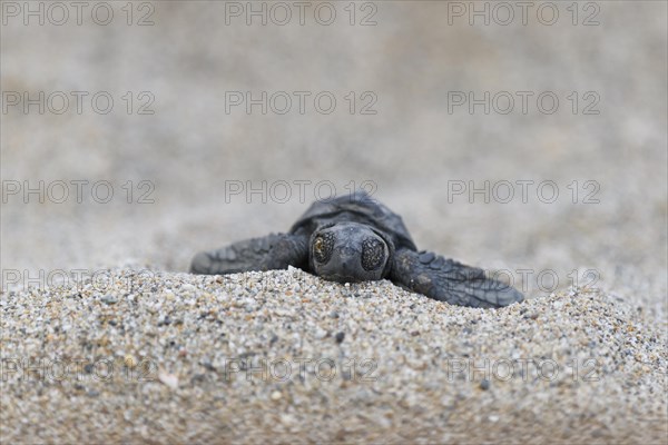 Loggerhead sea turtle