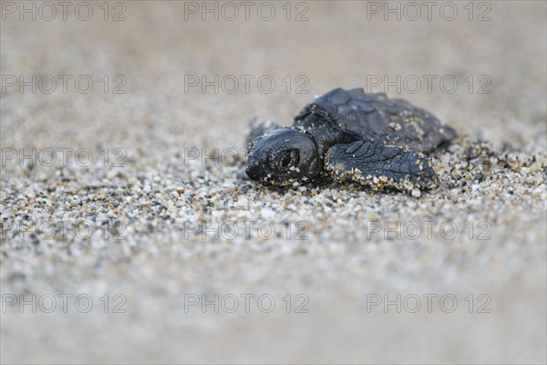 Loggerhead sea turtle