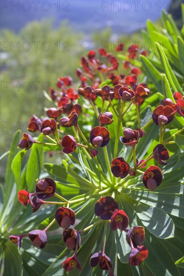 Endemic tabaiba roja