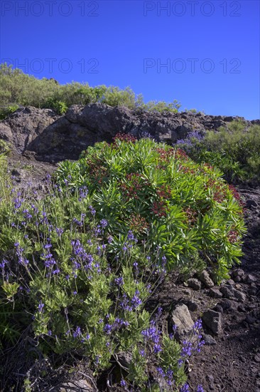 Endemic tabaiba roja