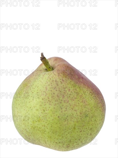 Pear variety Sterkmanns Butter Pear