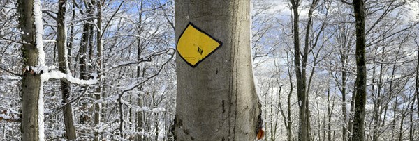 Hiking trail Panorama in the snowy forest