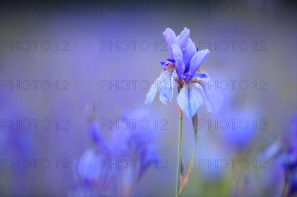 Siberian iris