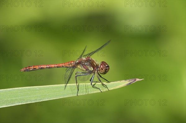 Vagrant darter