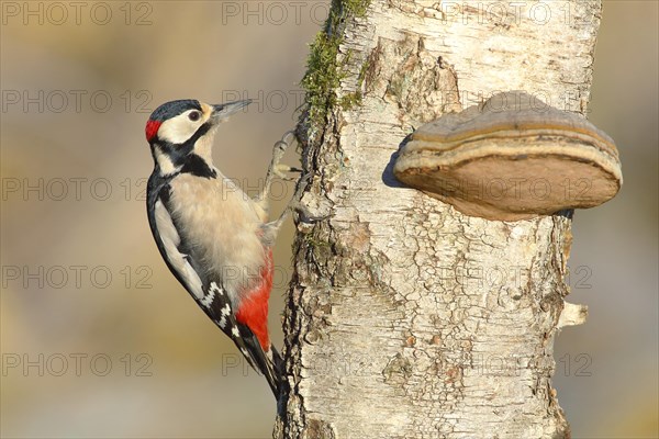 Great spotted woodpecker