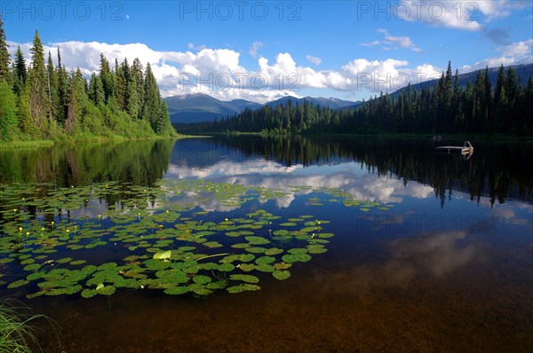 Idyllic lake with lake roses