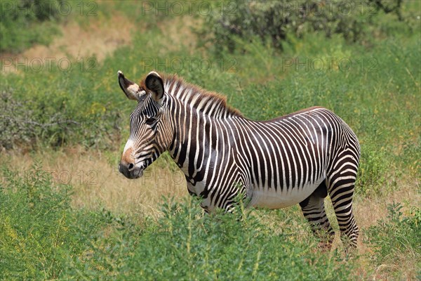 Grevy's zebra