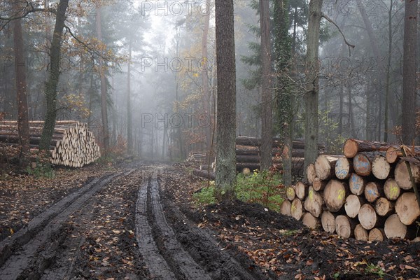 Wood pile of felled spruces ready for removal in autumnal forest