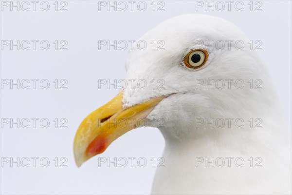 European herring gull