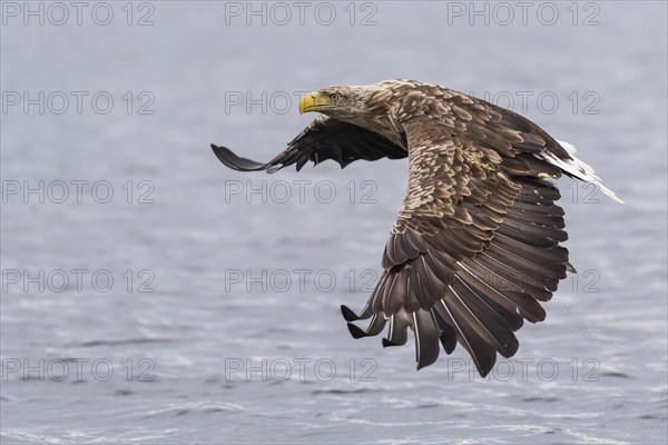 White-tailed eagle