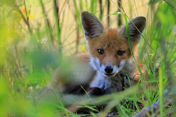 Red fox