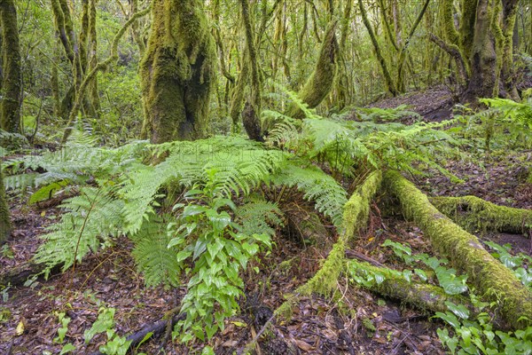 Fern and laurel forest at El Cedro