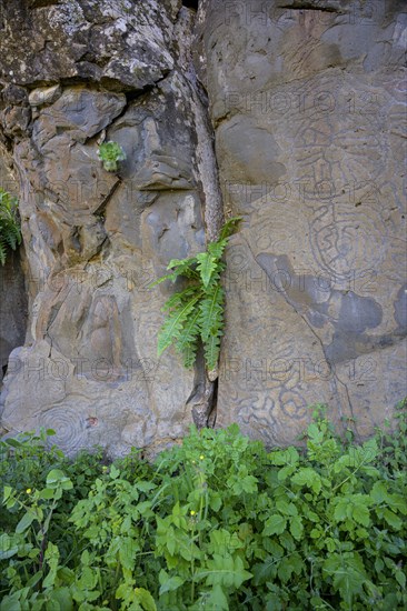 Rock engravings of La Fajana