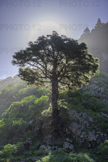 Canary island pine