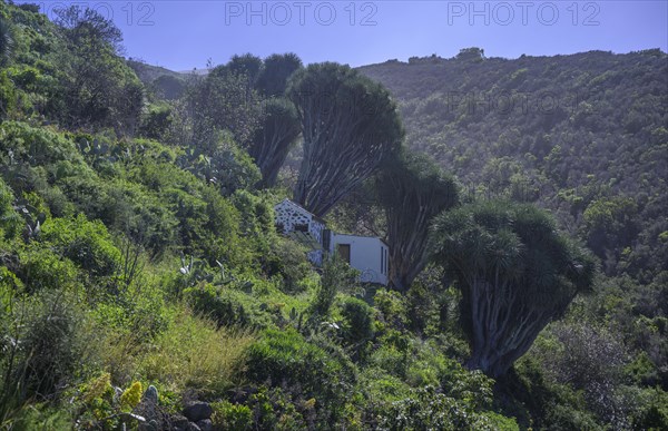 Canary canary islands dragon tree