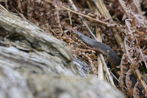 Common european viper