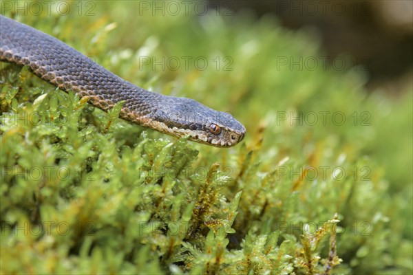 Common european viper