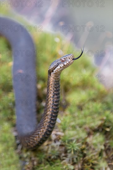 Common european viper
