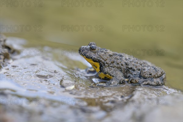 Yellow-bellied toad