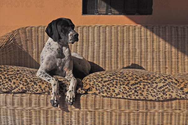 English pointer lying on sofa