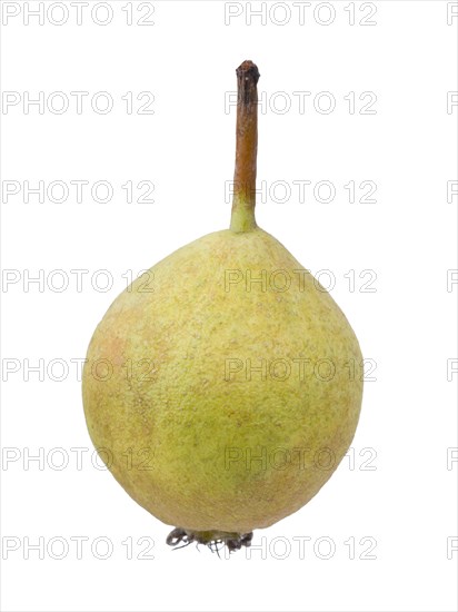 Pear Variety Norman Cider Pear