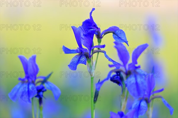 Siberian iris