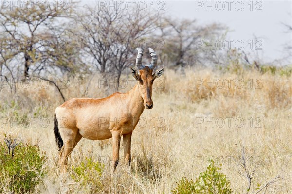 Red Hartebeest