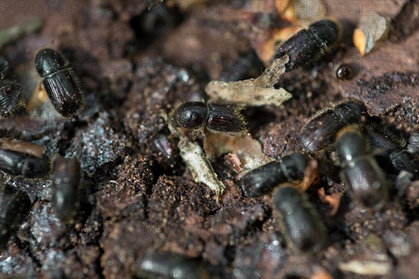 European spruce bark beetle