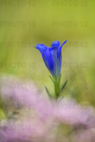 Marsh gentian