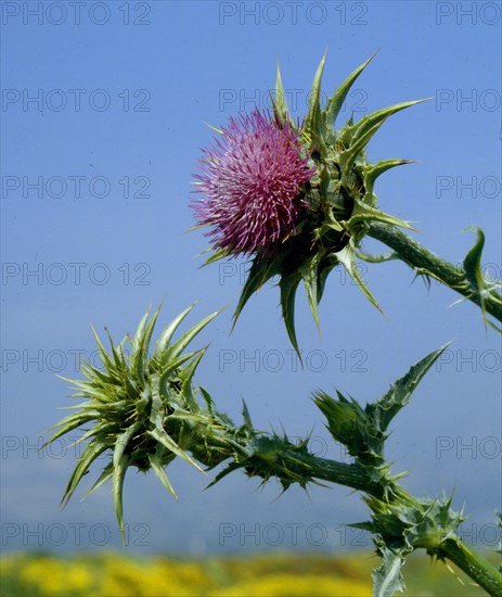 Silver Thistle