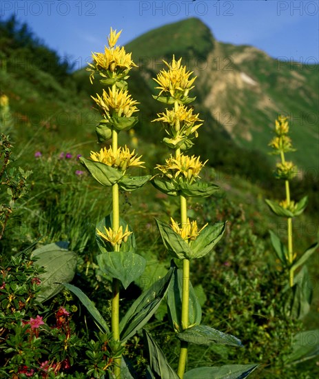 Yellow gentian