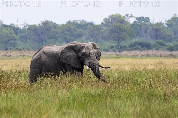 African elephant