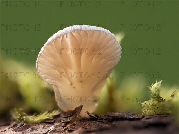 Common stump-foot