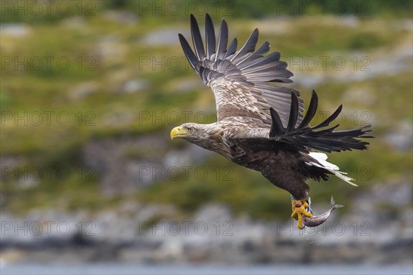 White-tailed eagle