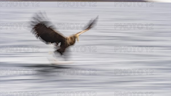 White-tailed eagle