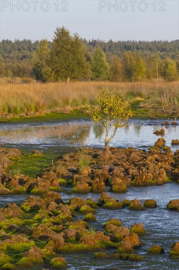 Renaturalised high moor in Hahnenmoor