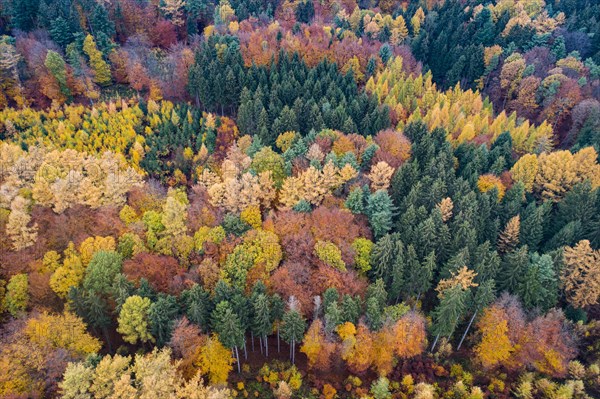 Autumn coloured mixed forest