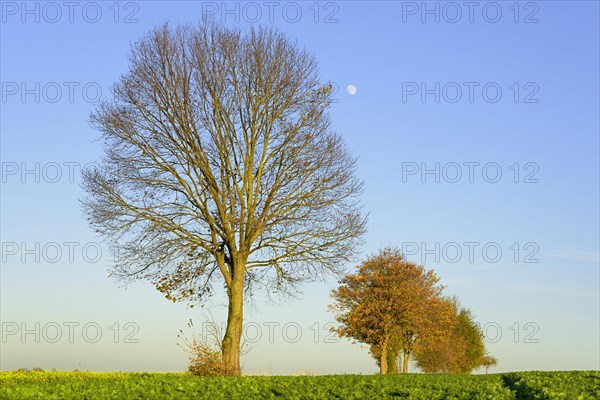 Deciduous trees on a field path in autumn