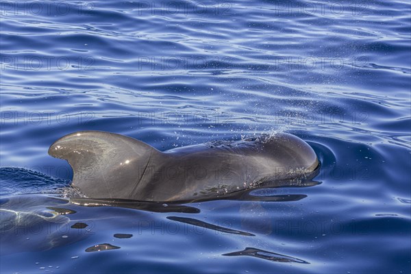 Long-finned pilot whale