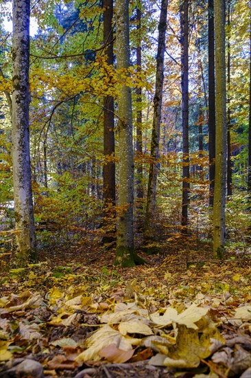 Beech forest in autumn