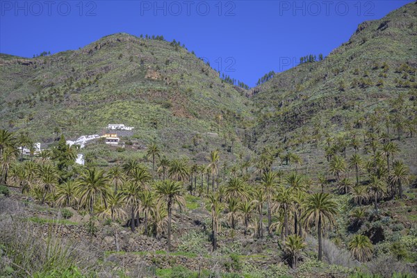 Canary island date palm