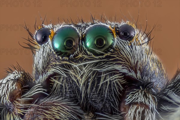 Jumping spider