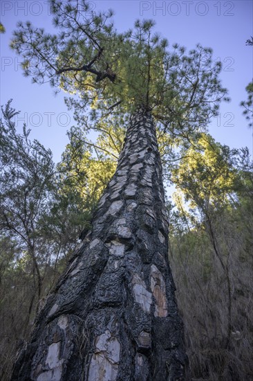 Charred trunk of a Canary Island canary island pine