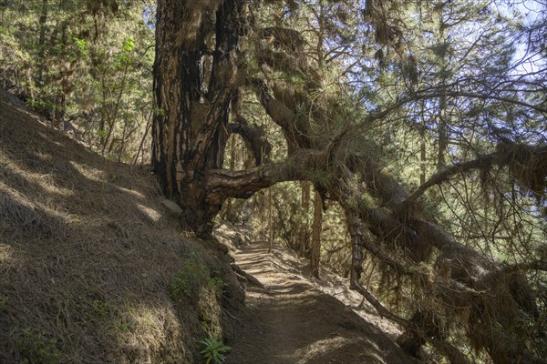 Canary island pine