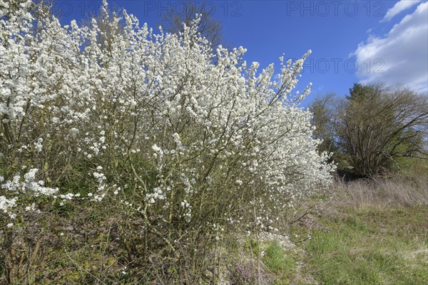 Blackthorn