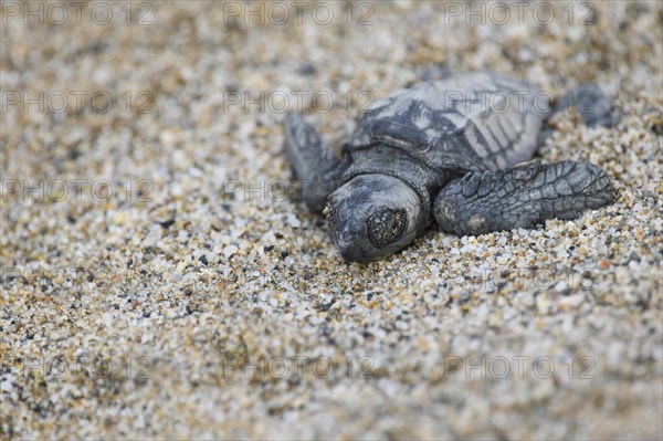 Loggerhead sea turtle