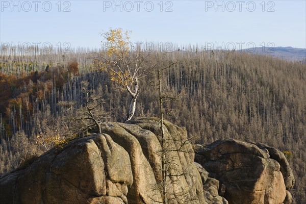 Birch on the rock Rabenstein